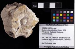 Foto (Objket + Etiketten) von Goniodromites bidentatus (Reuss, 1859) 